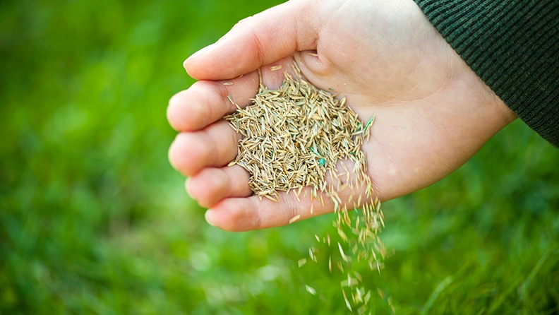 how-to-plant-grass-seed-lowe-s