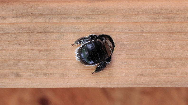 getting-rid-of-carpenter-bees-lowe-s