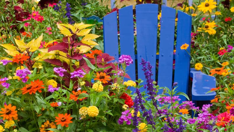 14 popular summer-blooming annuals
