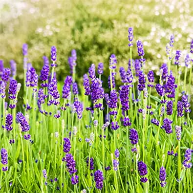 A shot of lavender flowers in the field.