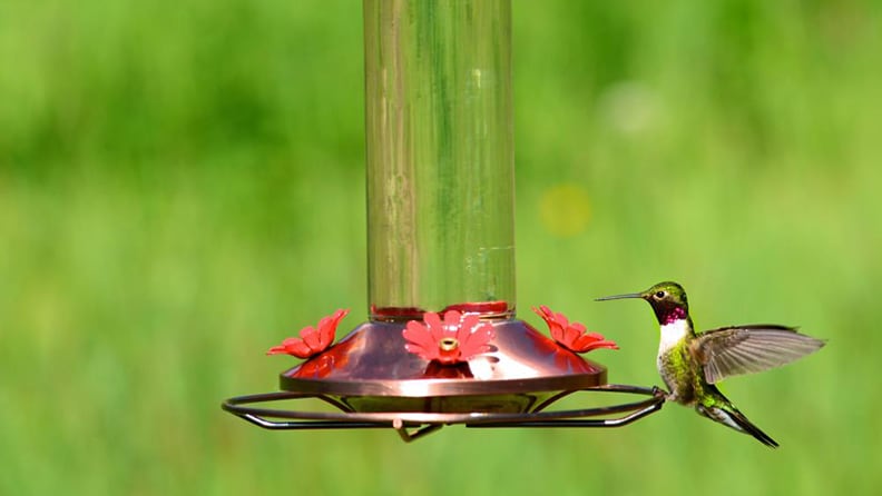 Homemade Hummingbird Food & Nectar