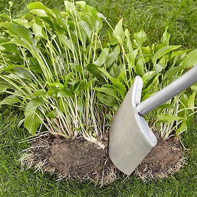A shovel splitting a clump of hostas.
