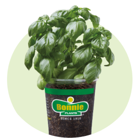 A Bonnie basil plant.
