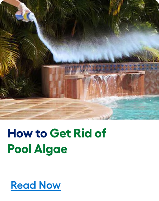 Learn how to get rid of pool algae. Read article now.
