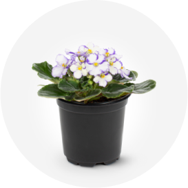 A multicolor African violet house plant.