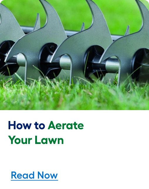 Learn how to aerate your lawn. Read article now.