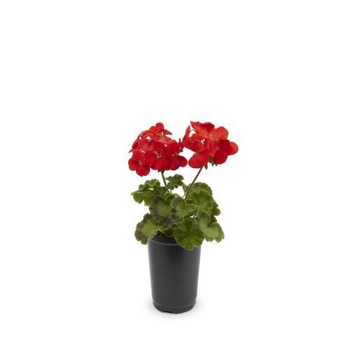 1-Pint Multicolor Seed Geranium in Pot (L17273) in the Annuals ...