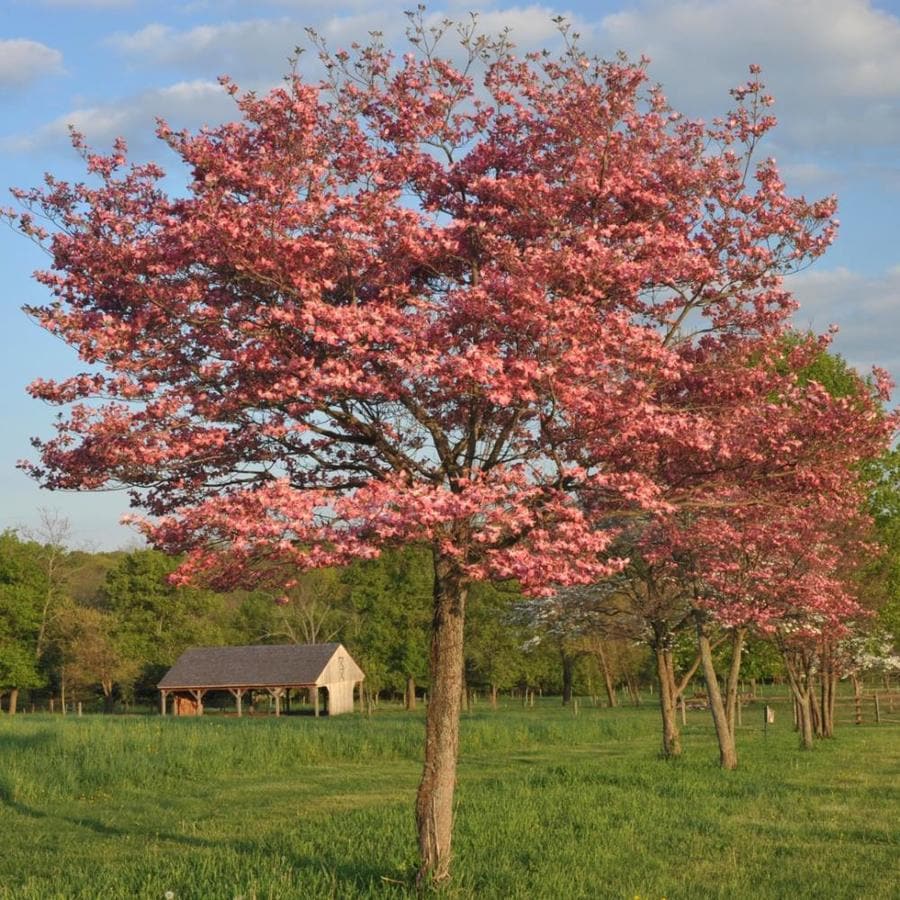 dogwood-trees-at-lowes