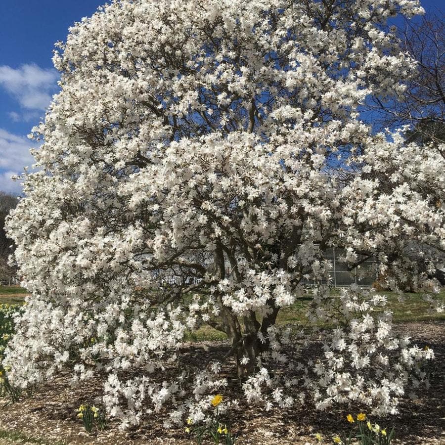 tree sweetbay magnolia blooms quart flowering brighter lowes