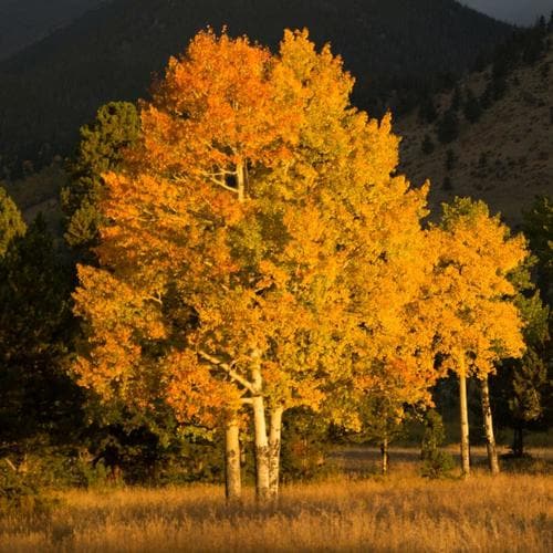 Brighter Blooms 2.06-Quart Quaking Aspen Tree Shade Tree in Pot in the ...