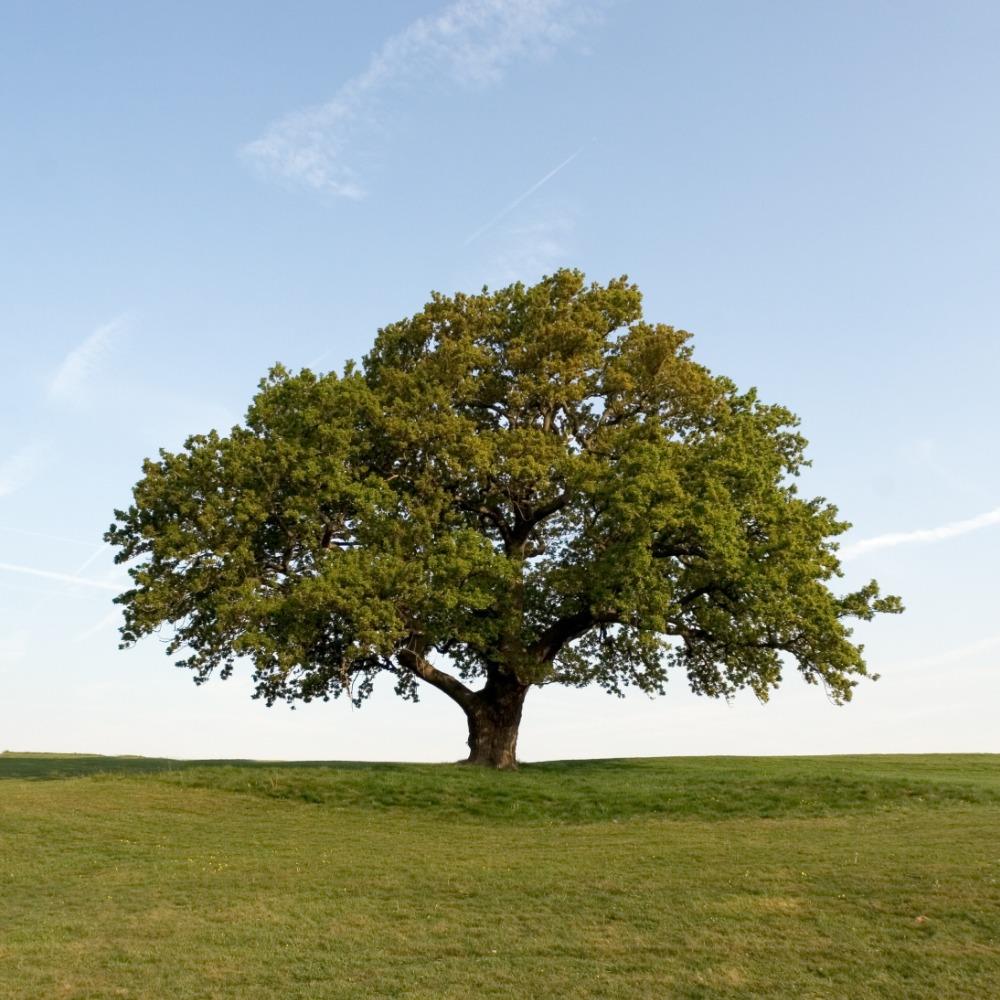 shade-tree-trees-at-lowes