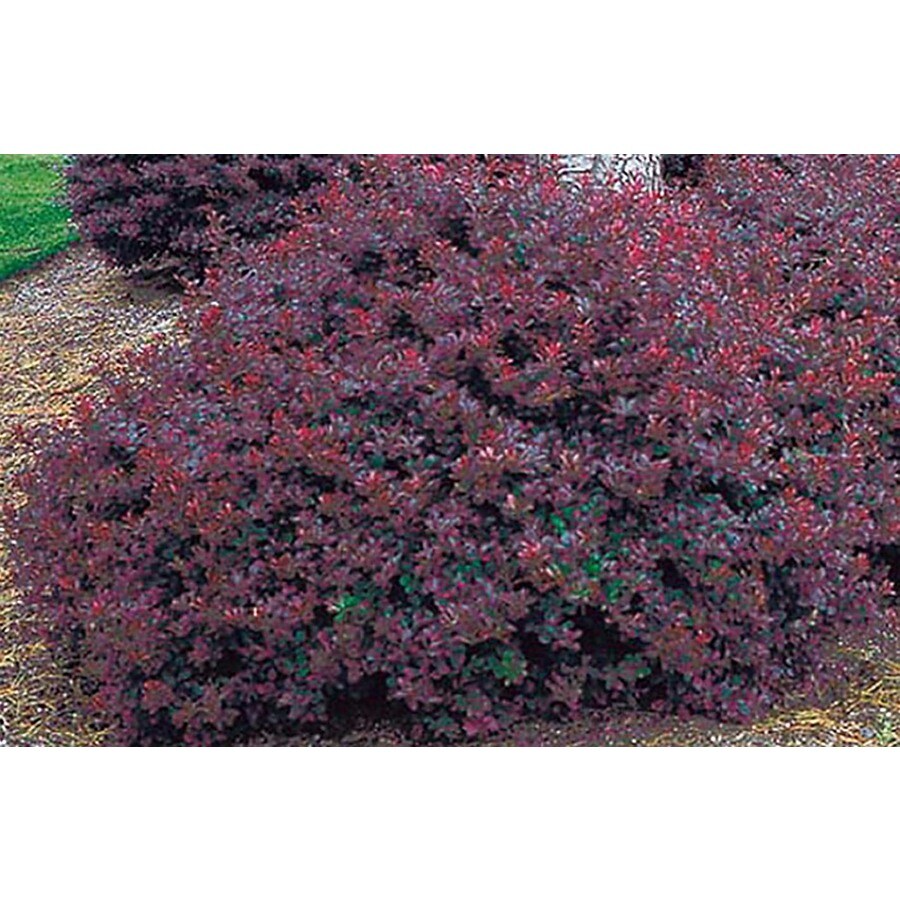2Quart White Crimson Pygmy Barberry Accent Shrub in Pot (L10821) at