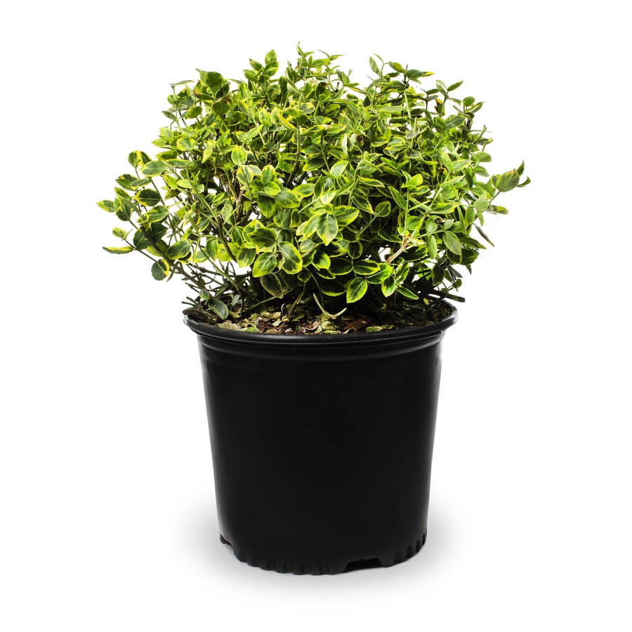 Shop 2-Gallon White Emerald 'N Gold Euonymus Accent Shrub ...