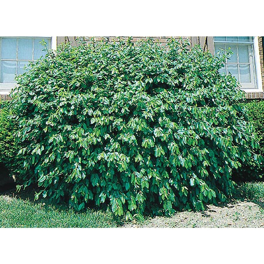 2Gallon White Manhattan Euonymus Accent Shrub in Pot (L3902) at