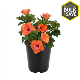 2.5-Quart Multicolor Hibiscus Flowering Shrub (L10437)
