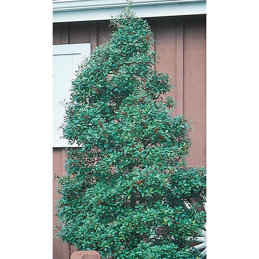 3Quart White Foster Holly Feature Shrub in Pot (L5287) at