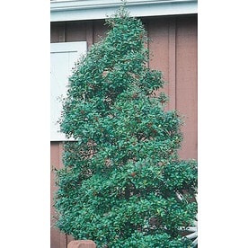 Shrubs At Lowes 3 Quart White Foster Holly Feature Shrub In Pot L5287