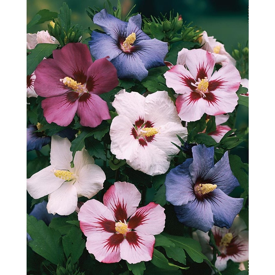 Shop 2-Gallon Multicolor Rose of Sharon Flowering Shrub in ...