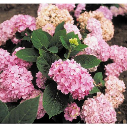 Endless Summer 1 Gallon Blue Hydrangea Flowering Endless Summer Hydrangea Flowering