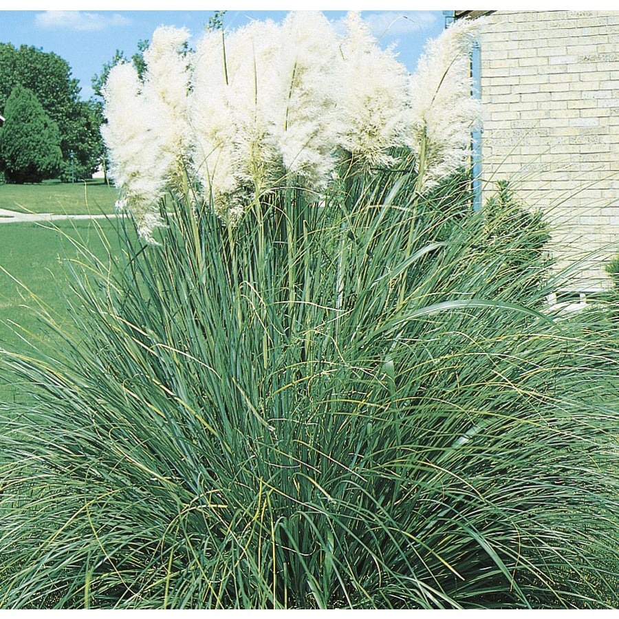 2.25-gallon White Pampas Grass (l9849) At Lowes.com