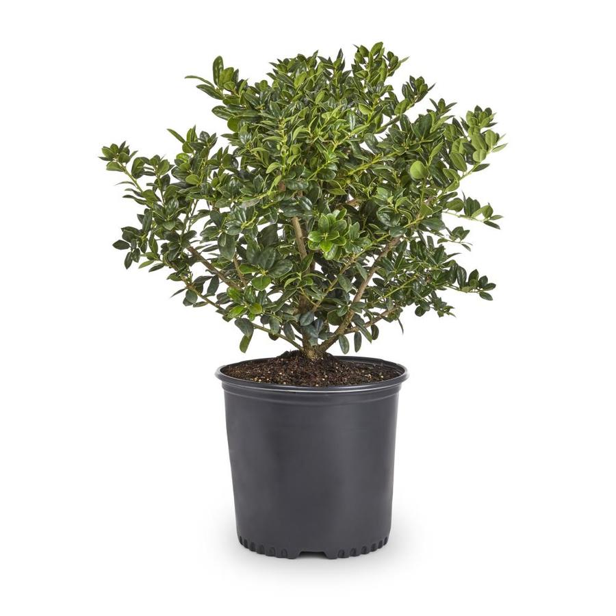 2.25-Gallon White Dwarf Burford Holly Foundation/Hedge Shrub in Pot ...