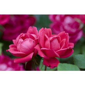 Roses At Lowes 2 Gallon Pot Double Knock Out Rose Red
