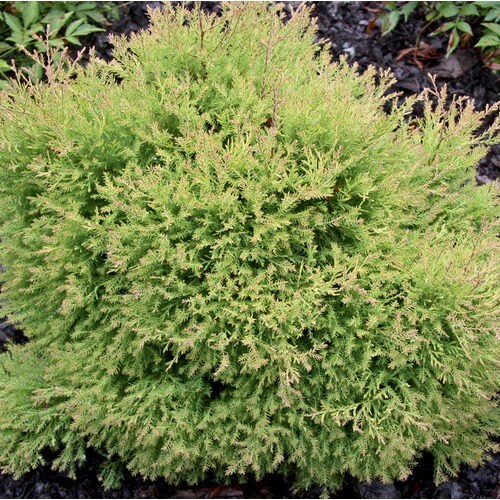 2 Gallon Fire Chief Arborvitae Accent Shrub In Pot L24222 At Lowes Com   008776120977xl 