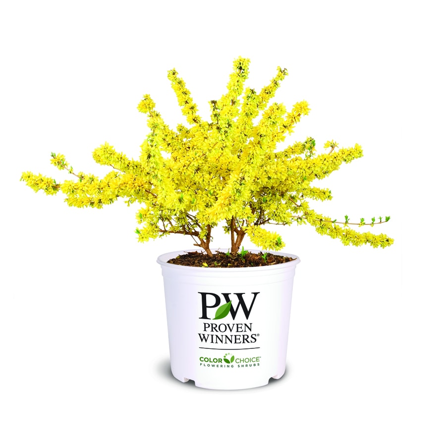 3-Gallon Yellow Forsythia Flowering Shrub in Pot