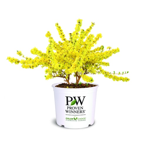 3-Gallon Yellow Forsythia Flowering Shrub in Pot in the ...