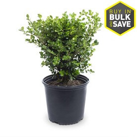 3 for 10 Shrubs at Lowes.com