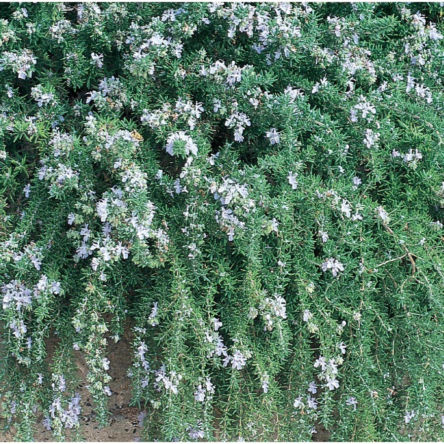 1Gallon Blue Rosemary Topiary Accent Shrub in Pot (LW00503) at