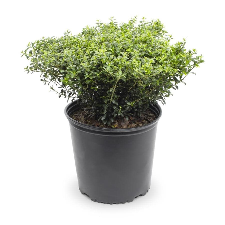 Shop 2-Gallon White Soft Touch Compact Holly Foundation/Hedge Shrub ...