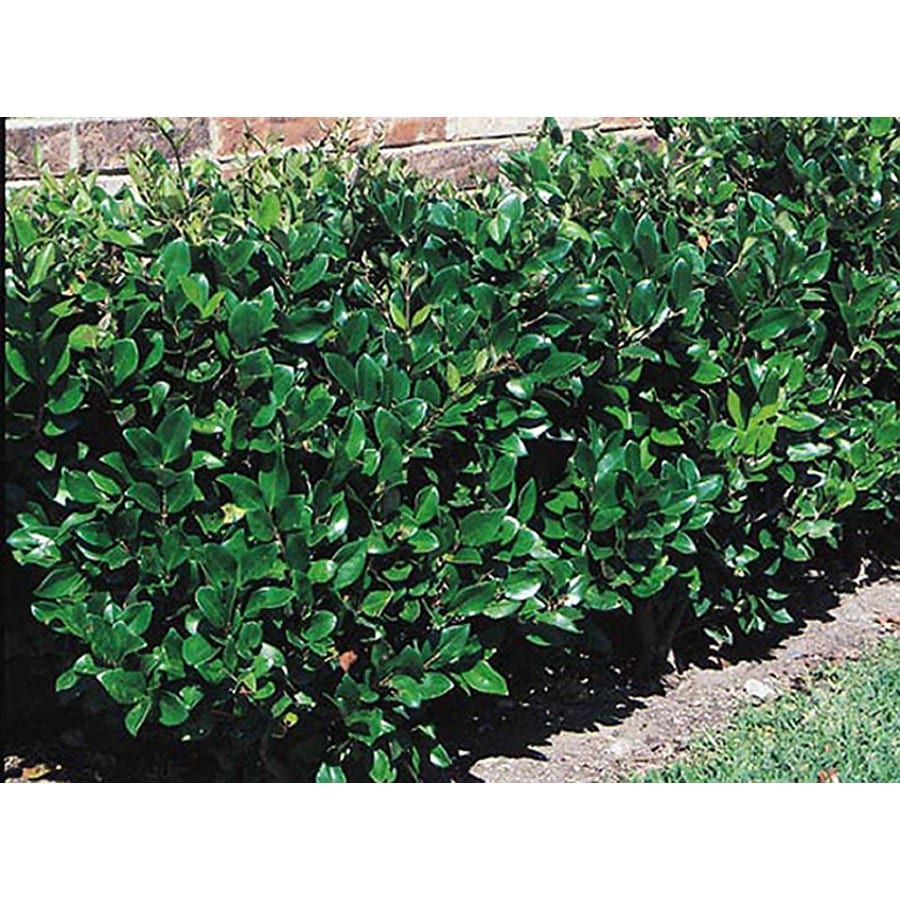 3 Gallon White Waxleaf Ligustrum Foundation Hedge Shrub In Pot 3 Gallon White Waxleaf Ligustrum Foundation Hedge Shrub In Pot L3255