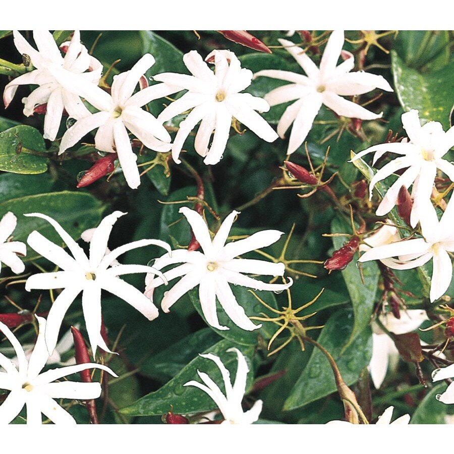 Star Jasmine L8609 At Lowes Com