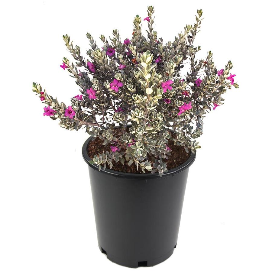 purple-silverado-sage-flowering-shrub-in-pot-with-soil-l8621-at-lowes