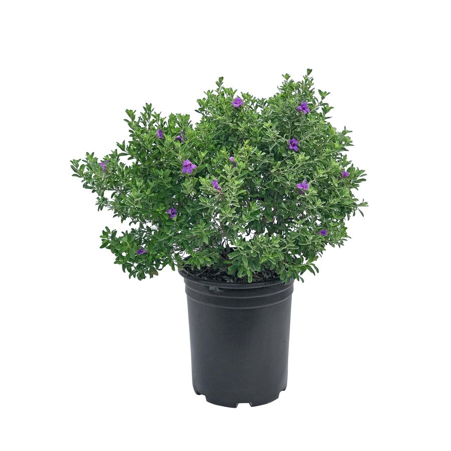 2-25-gallon-purple-silverado-sage-flowering-shrub-in-pot-l8621-at