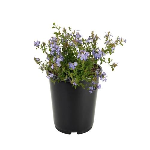 2.5-Quart Blue Plumbago in Pot (L11270) in the Annuals department at ...