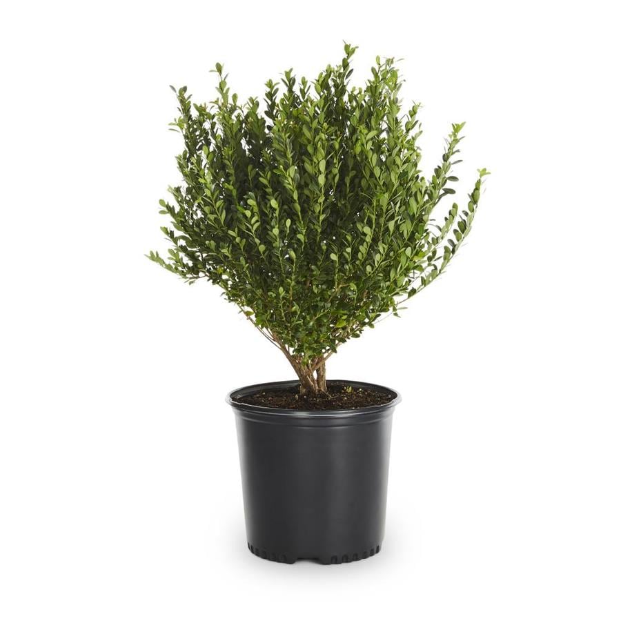 2-Quart White Compact Japanese Holly Foundation/Hedge Shrub in Pot ...