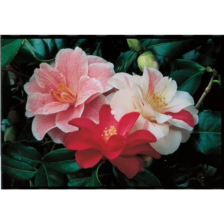 2-Quart Multicolor Sasanqua Camellia Flowering Shrub in Pot (L5699) at