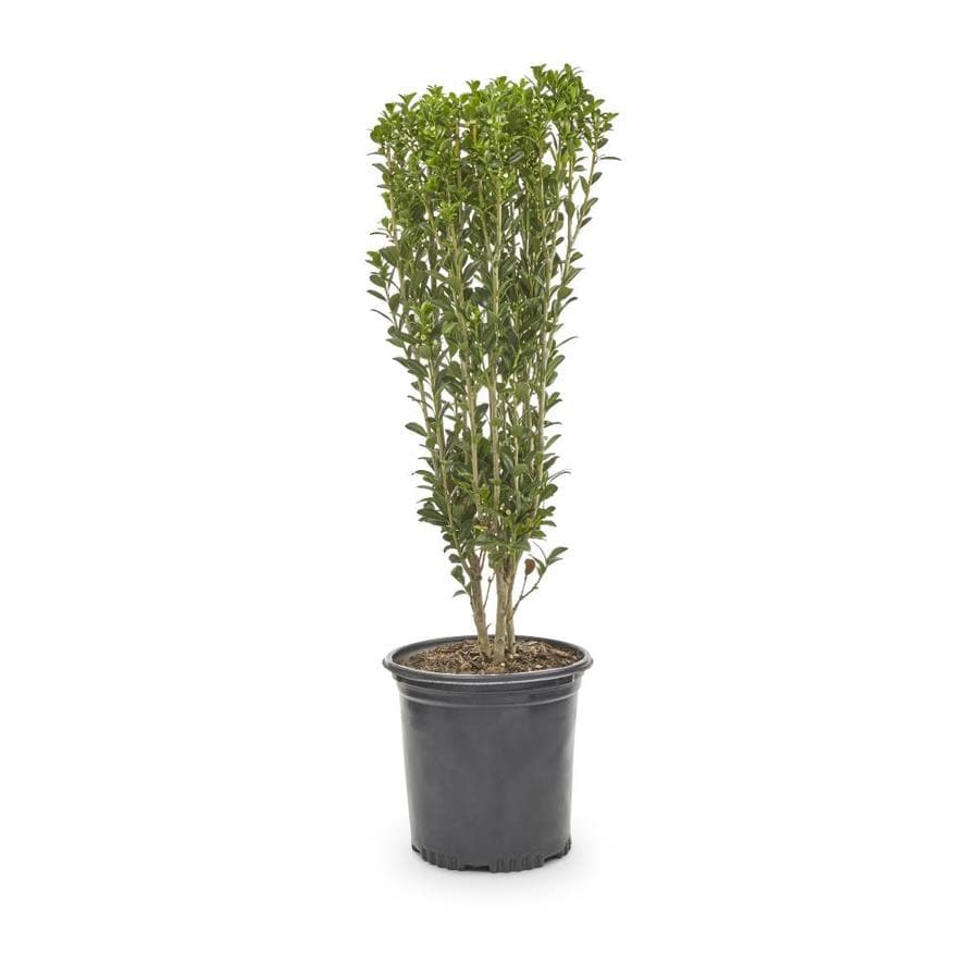 2 Quart White Sky Pencil Anese Holly Feature Shrub In Pot 2 Quart White Sky Pencil Anese Holly Feature Shrub In Pot L11293