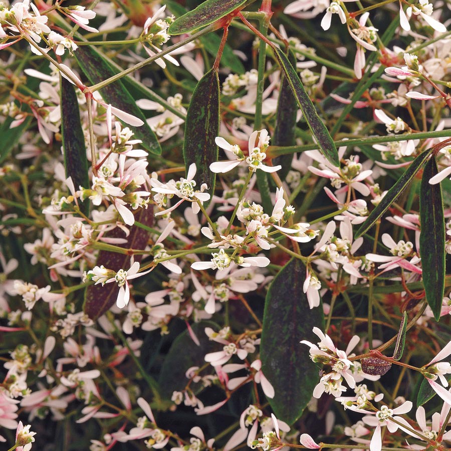 Breathless Blush Euphorbia (L21280) at Lowes.com