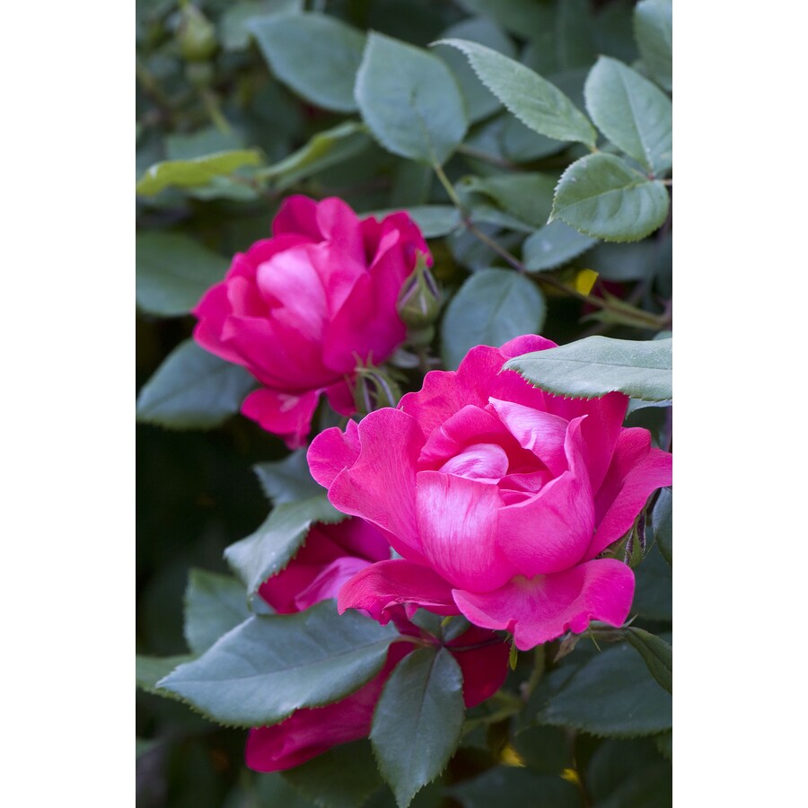 2 Gallon Pot Red Knock Out Rose At