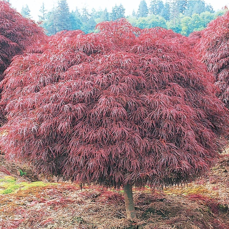 crimson queen japanese maple turning green