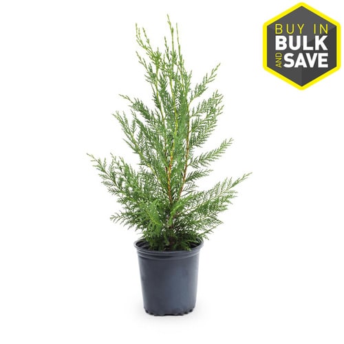 2 5 Quart Leyland Cypress Screening Tree In Pot L3153 In The Trees Department At Lowes Com