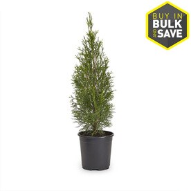 2.5-Quart Emerald Green Arborvitae Screening Shrub in Pot (L5480)