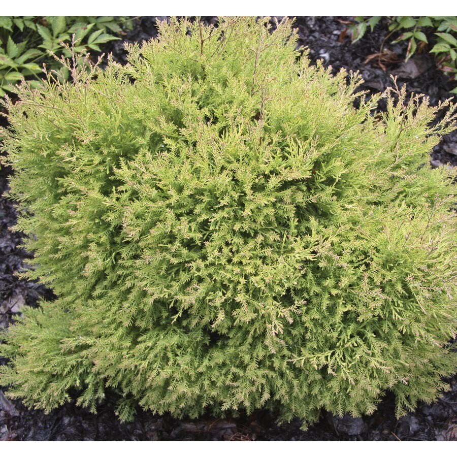 1-Gallon Fire Chief Arborvitae Accent Shrub in Pot (L24222) at Lowes.com