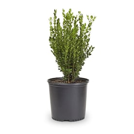 2-Gallon White Wintergreen Boxwood Foundation/Hedge Shrub in Pot (L3448)