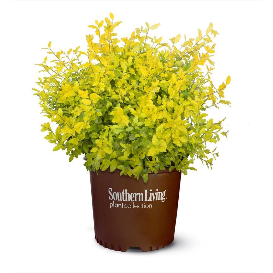 3Gallon Sunshine Ligustrum Foundation/Hedge Shrub in Pot (L3255) in the Shrubs department at