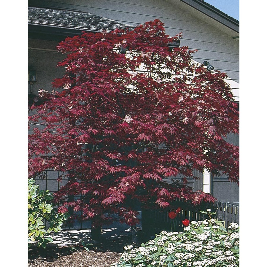maple tree lowes shop 8 gallon assorted upright japanese maple feature tree l5413 at lowes maple tree lowes shop 8 gallon assorted upright japanese maple feature tree l5413 at lowes