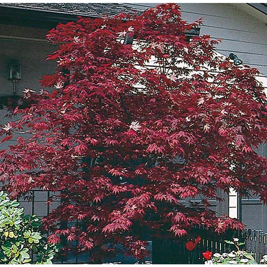 1.5Gallon Assorted Upright Japanese Maple Feature Tree in Pot (With